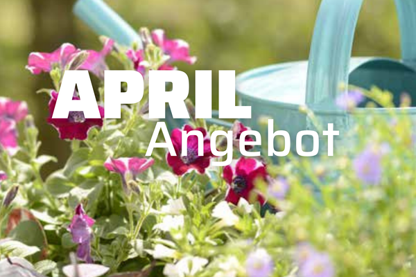 KI generiert: Das Bild zeigt eine Tee-Anordnung mit einer Glasteekanne, einer Tasse Tee und verschiedenen Kräutern und Blumen auf einem Schieferbrett. Der Text "Wellness für den Jahresstart" ist darauf platziert und betont einen entspannten, gesundheitsfördernden Beginn des Jahres.