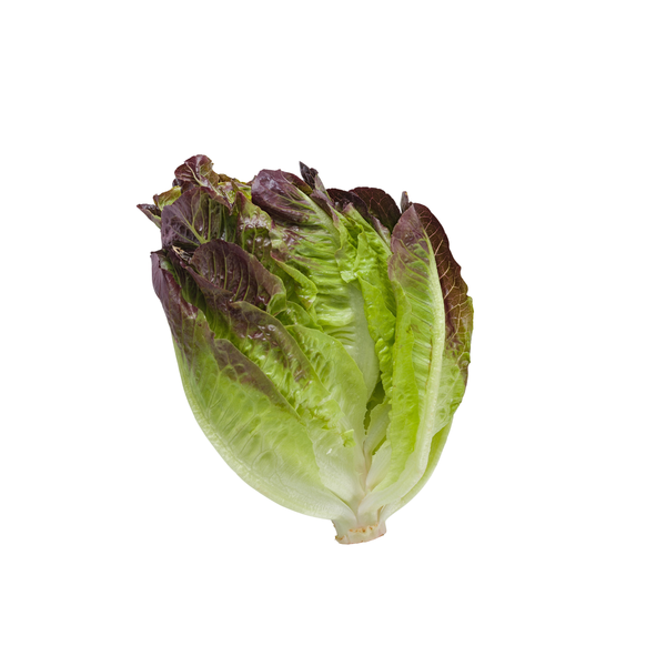 Produktfoto zu Romanasalat,