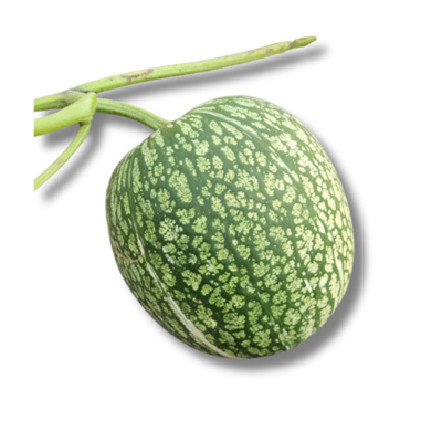 Produktfoto zu Feigenblattkürbis