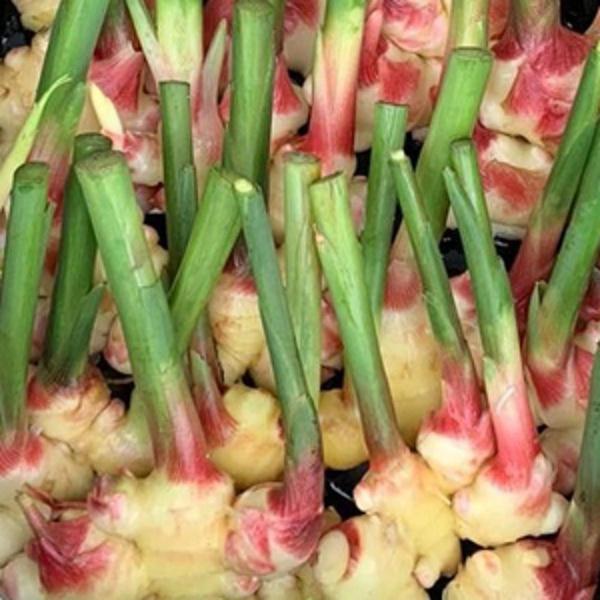 Produktfoto zu frischer Ingwer mit Grün