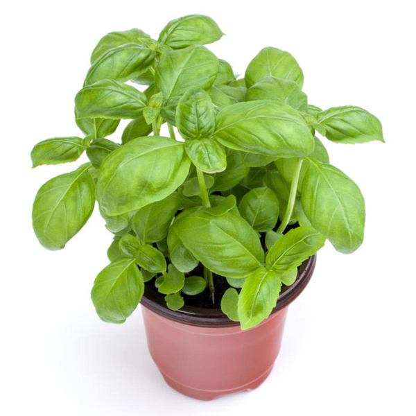 Produktfoto zu Basilikum Topf