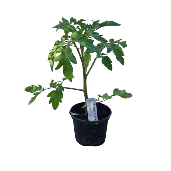 Produktfoto zu Cocktail-Tomate Ruthje  Pflanz