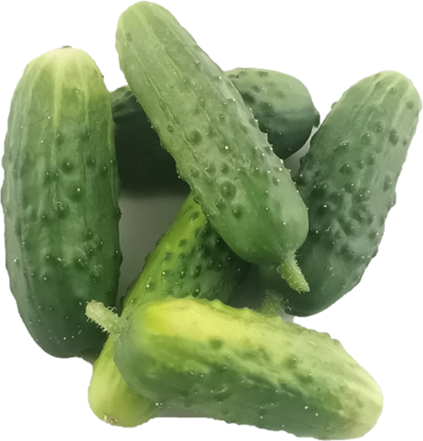 Produktfoto zu Einlegegurken