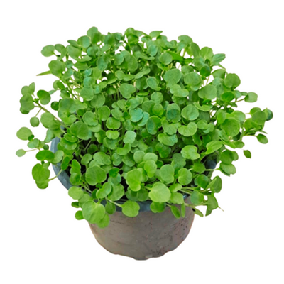 Produktfoto zu Brunnenkresse Topf