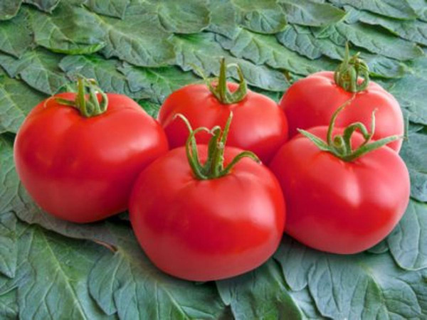 Produktfoto zu Tomate, Moneymaker, Pflanze