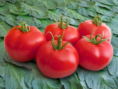 Produktfoto zu Tomate, Moneymaker, Pflanze