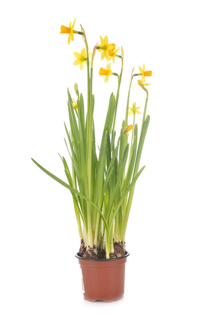 Produktfoto zu Narzissen im Tontopf