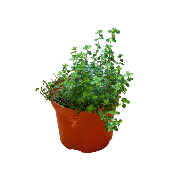 Produktfoto zu Thymian Topf