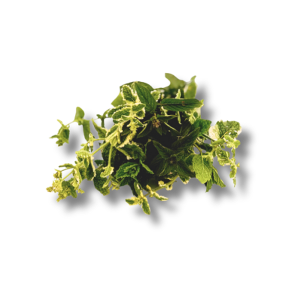 Produktfoto zu Minze, Mix