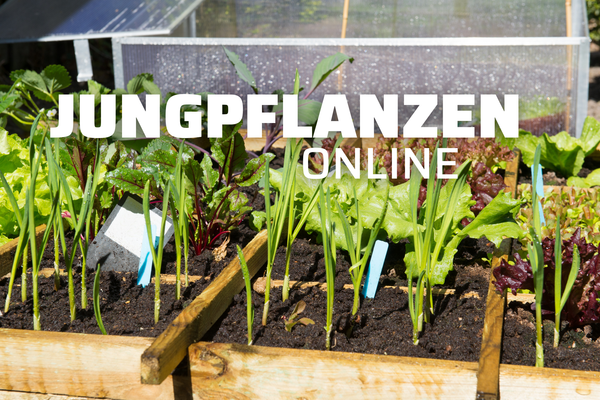 KI generiert: Das Bild zeigt eine Tee-Anordnung mit einer Glasteekanne, einer Tasse Tee und verschiedenen Kräutern und Blumen auf einem Schieferbrett. Der Text "Wellness für den Jahresstart" ist darauf platziert und betont einen entspannten, gesundheitsfördernden Beginn des Jahres.