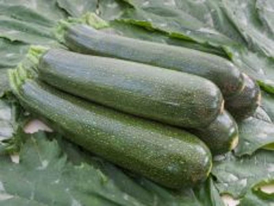 Produktfoto zu Zucchinipflanze