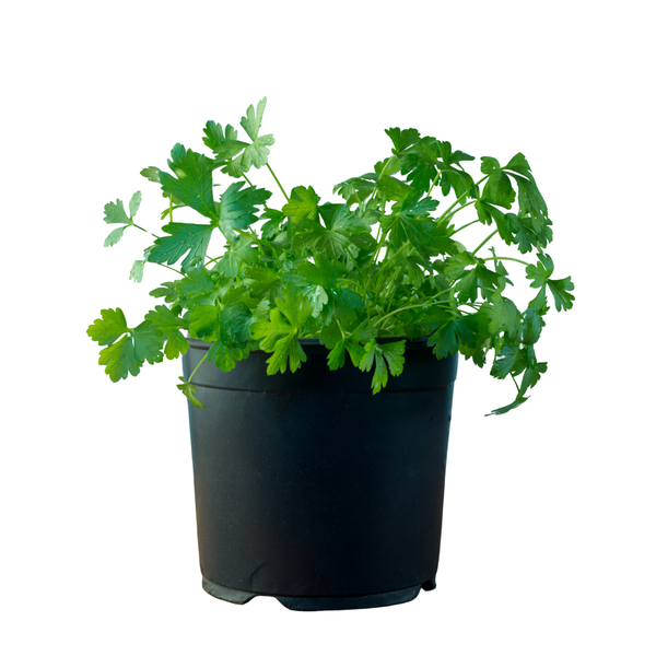Produktfoto zu Petersilie glatt im Topf