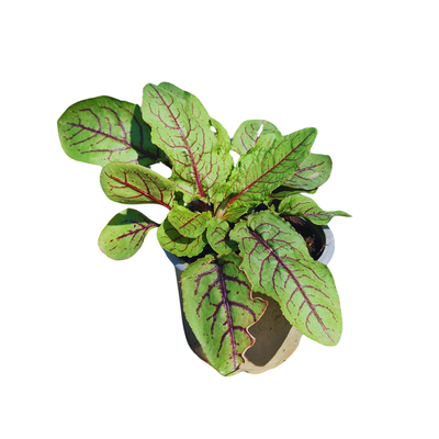 Produktfoto zu Blutampfer im Topf