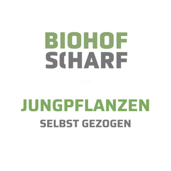 Produktfoto zu Mangold, 6er Pflanzen