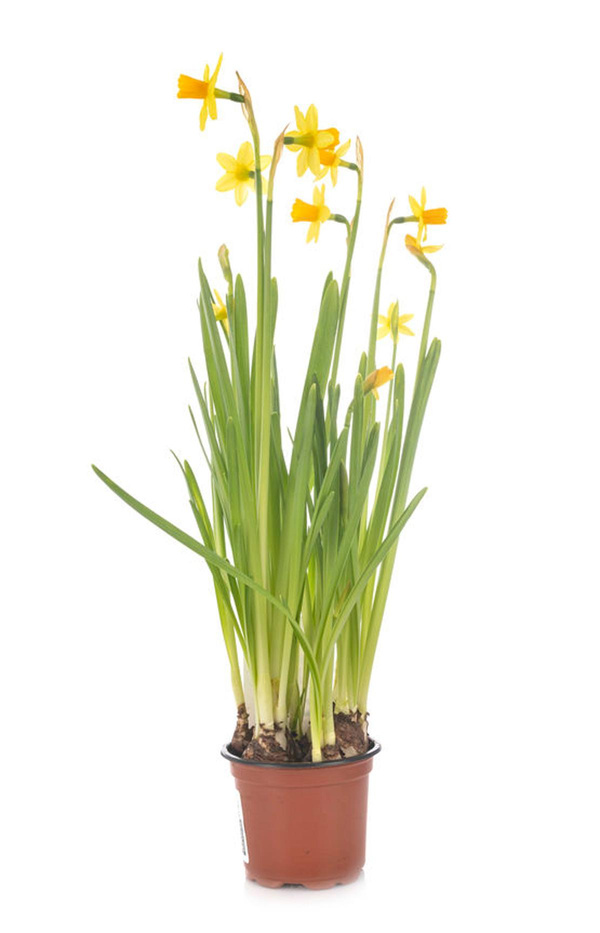 Produktfoto zu Narzissen im Tontopf
