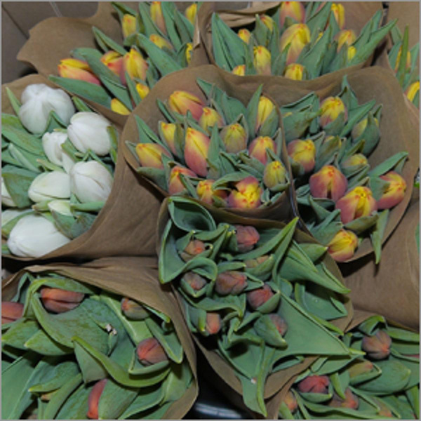 Produktfoto zu Tulpen 10Stück