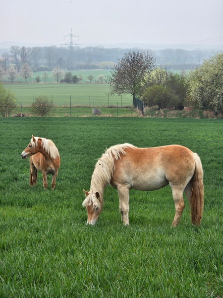 KI generiert: Zwei Pferde grasen auf einer grünen Wiese, im Hintergrund Bäume und Felder.
