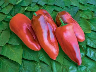 Produktfoto zu Bratpaprika Pflanzen
