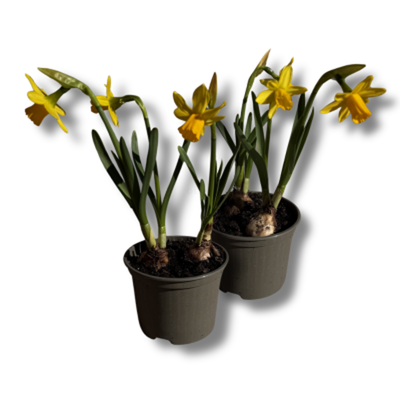 Produktfoto zu Narzisse