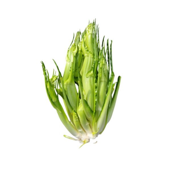 Produktfoto zu Puntarelle - Vulkanspargel - Spargel-Chicorée
