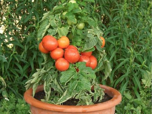 Produktfoto zu Balkontomate, Pflanze