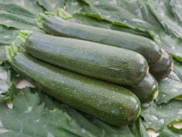 Produktfoto zu Zucchinipflanze
