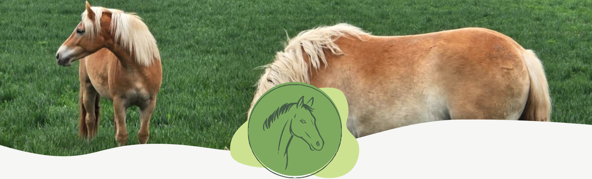 KI generiert: Zwei Haflinger-Pferde stehen auf einer grünen Wiese; darunter ein Pferdelogo.