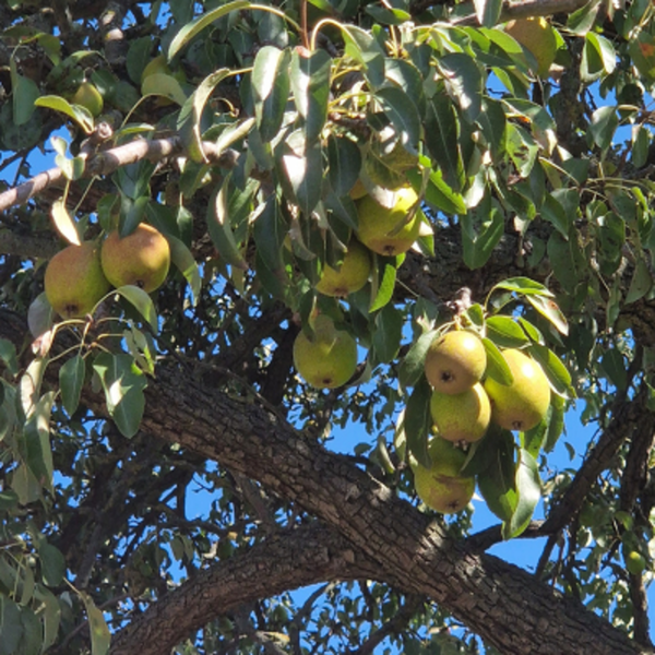 Produktfoto zu Birnen, klein "Gute Luise"