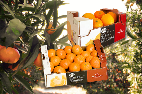 KI generiert: Das Bild zeigt ein Regal mit verschiedenen Brotsorten und wirbt mit einem 10% Probier-Rabatt auf ein neues Brotsortiment.