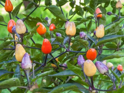 Produktfoto zu Chili, Lila Luzi, Pflanze