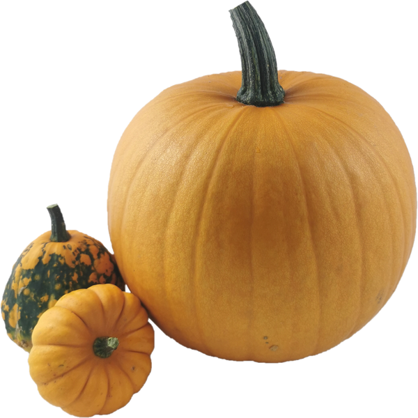 Produktfoto zu Halloweenkürbis Jack O'Lantern